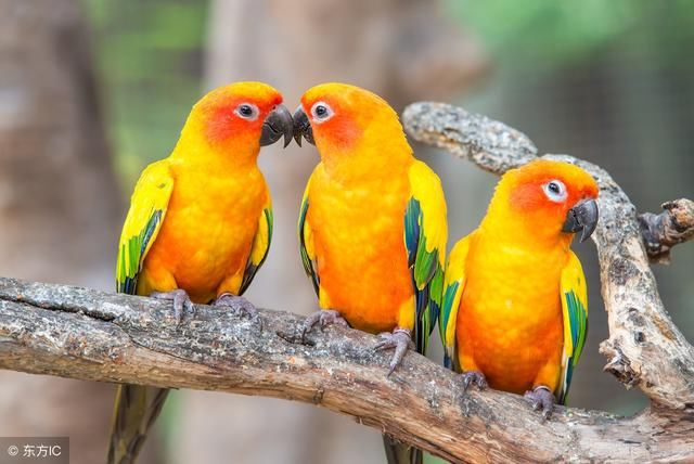 面试官:树上10只鸟,打死1只,还剩几只?小伙另类回复被录取!