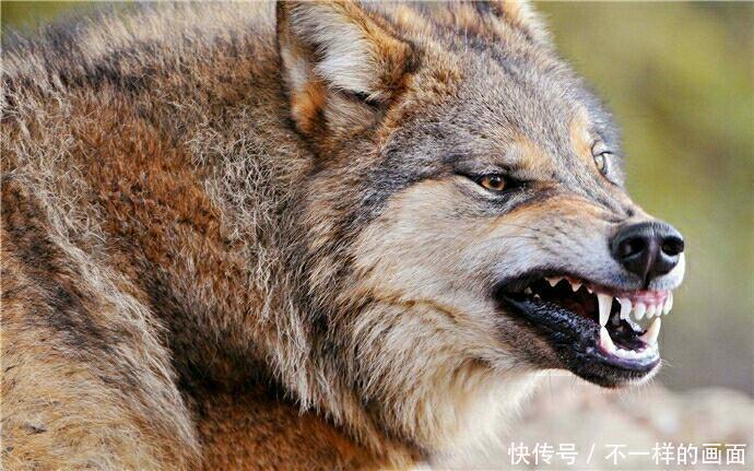 狼对阵斑鬣狗,非洲二哥的硬件优势太明显,不用