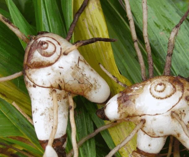 堪称是药王的这种草药,但却很娇贵成活率低,很多农民都在种