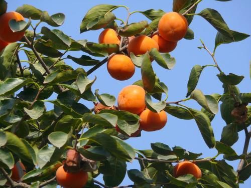 柿子全身都是宝,柿子叶可入药,它有3大养生功效.