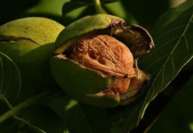 农村遍地都是宝,八大山珍,你知道都有哪些吗?