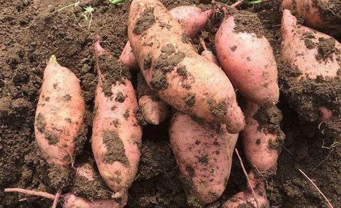 红薯 到底是早上吃好还是晚上吃好?