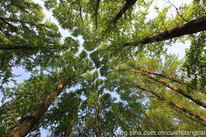 农村最值钱的3样东西,千万别毁了它!