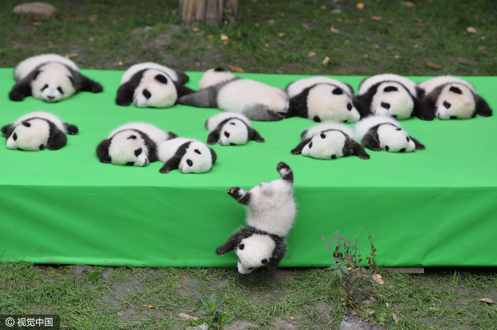 2016年09月29日，四川省成都市，熊猫基地，23只在2016年新出生熊猫宝宝集体亮相，引来游客的围观，据悉，2016年到目前为止，全球共出生27只大熊猫出生，除了有4只在国外出生外，剩余23只均参加了这次集体“活动”。活动现场，工作人员小心翼翼的将熊猫宝宝们，按照从大到小的顺序，排成了三排，让媒体和游客拍照，大多数熊猫宝宝都安静的趴着睡觉，而有两只“熊孩子”，趁着工作人员不注意“悄悄出逃”，顽皮的爬着爬着摔下了床，工作人员赶紧将他们抱了回去。