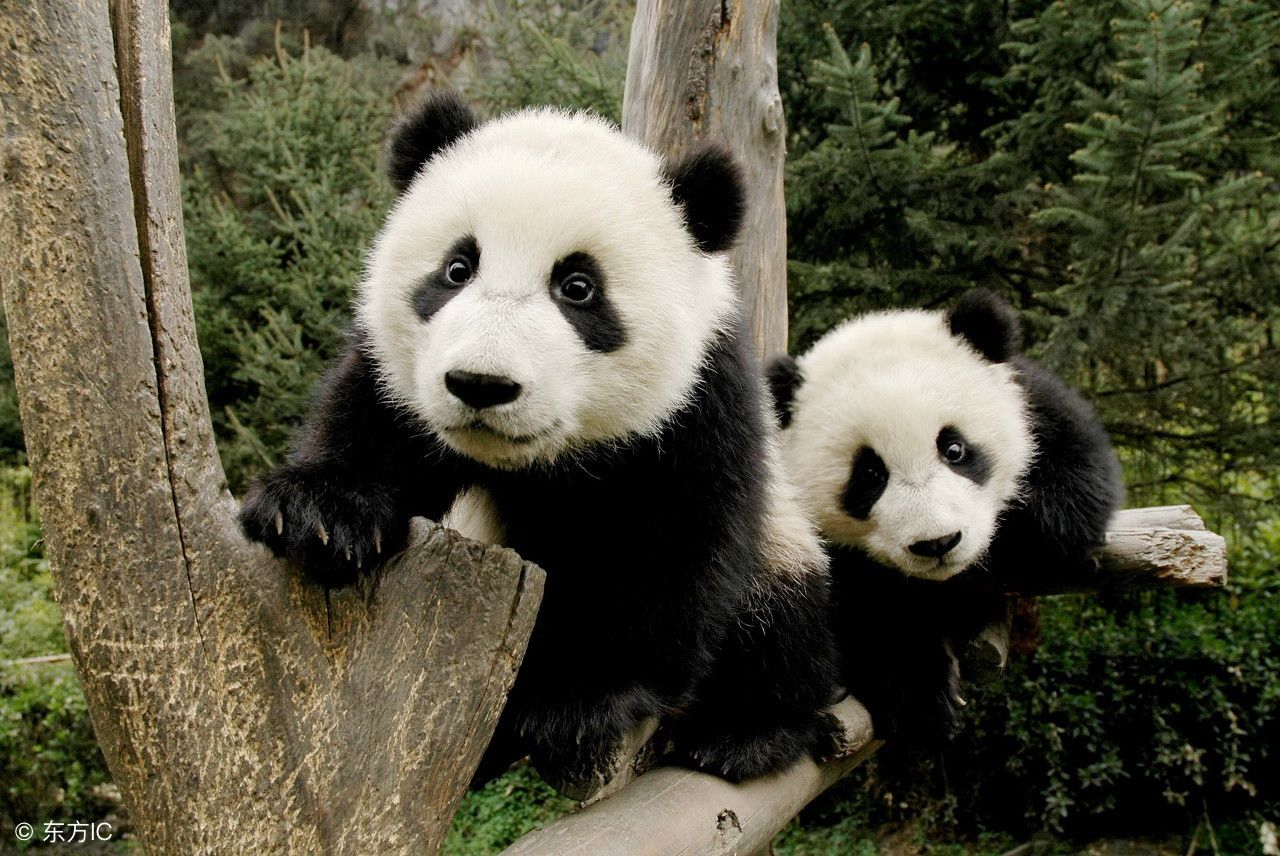 国宝大熊猫寿命是多少?死后是怎么处理的?说