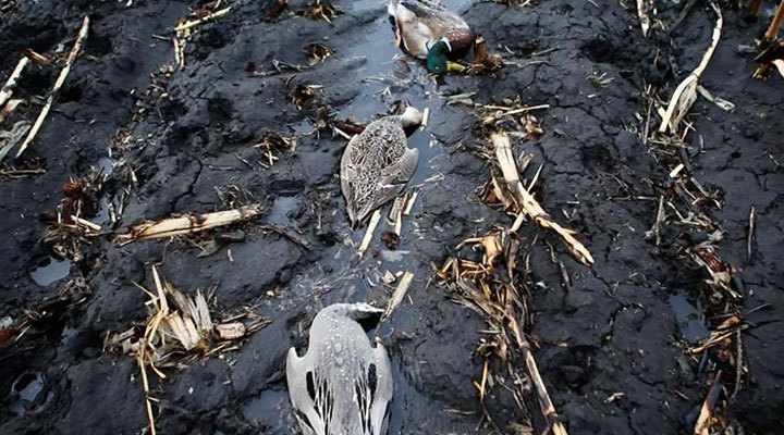 《保护候鸟》——公益宣传片好作品 《保护候鸟》——公益宣传片好作品