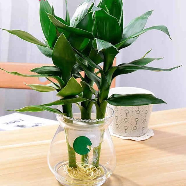 来试试这几款喜阴盆栽,好养活还净化空气