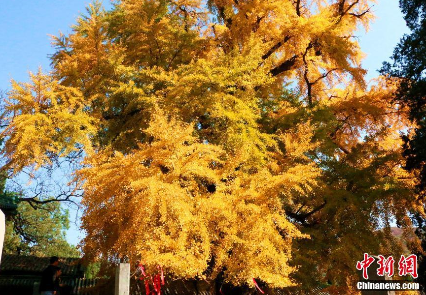 据郑州市林业局测量，少林寺天王殿前的银杏古树已有1500余年的历史，几乎与少林寺同龄。历经千年风雨，几经少林寺毁寺浩劫，银杏树幸存至今，依旧生机盎然，也见证着少林寺的重生。