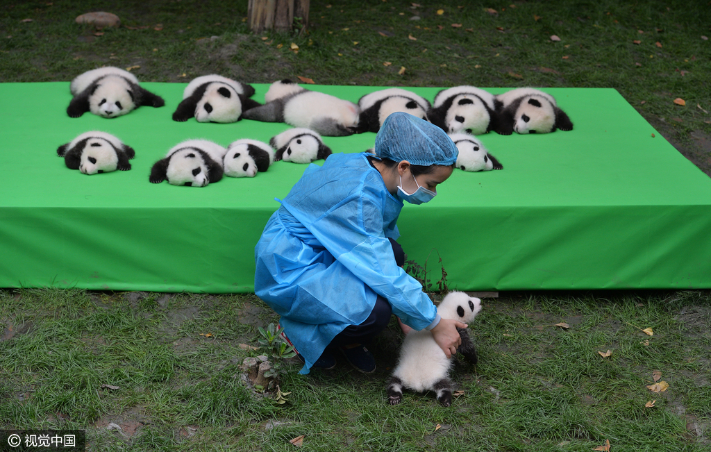 2016年09月29日，四川省成都市，熊猫基地，23只在2016年新出生熊猫宝宝集体亮相，引来游客的围观，据悉，2016年到目前为止，全球共出生27只大熊猫出生，除了有4只在国外出生外，剩余23只均参加了这次集体“活动”。活动现场，工作人员小心翼翼的将熊猫宝宝们，按照从大到小的顺序，排成了三排，让媒体和游客拍照，大多数熊猫宝宝都安静的趴着睡觉，而有两只“熊孩子”，趁着工作人员不注意“悄悄出逃”，顽皮的爬着爬着摔下了床，工作人员赶紧将他们抱了回去。