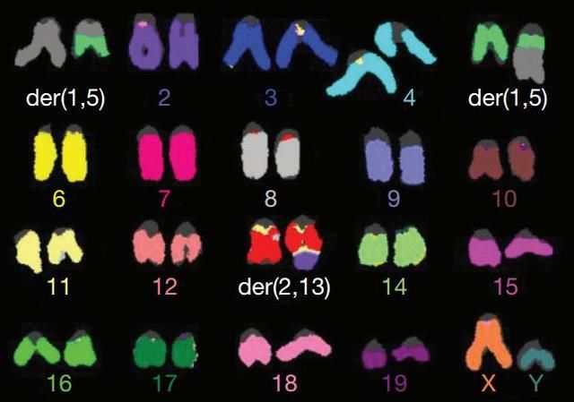 小鼠的異常染色體形態