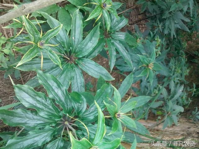 农村种植,这种作物,今年疯涨700元每斤,这是天