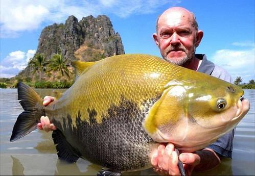 世界上最大的鲤鱼,绝对令你想不到他竟然这么大