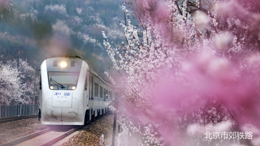 三月,S2线这份春日赏花攻略提前送您! 三月,S2线这份春日赏花攻略提前送您!