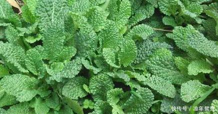 咽喉肿痛痰多难受!用此草泡水喝,咳嗽不咳,胜过