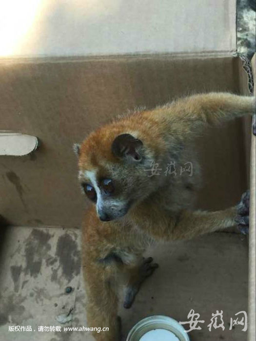 肥西发现国家一级保护动物懒猴 移交合肥动物园(图) 肥西发现国家一级保护动物懒猴 移交合肥动物园(图)