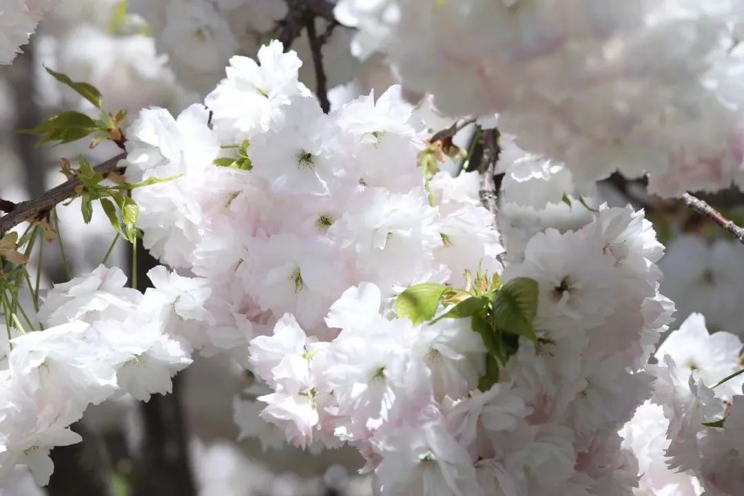 春天的浪漫,樱花占一半!郁金、关山、松月……玉渊潭晚樱正盛放 _北京时间
