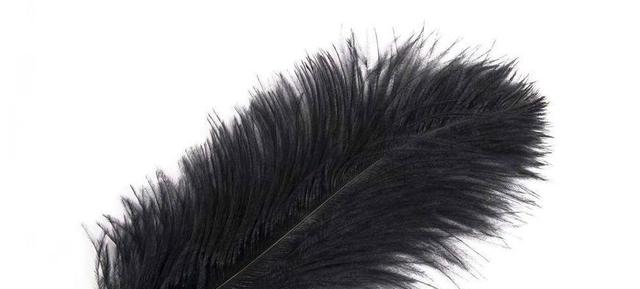 心理测试4片羽毛哪一片最漂亮测一测下半年你