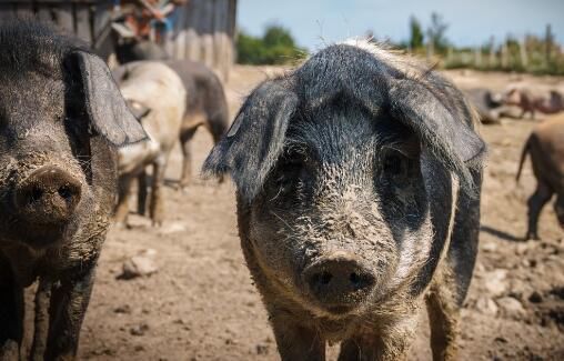 现在养殖场、农村养什么品种母猪比较好?母猪