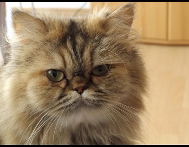 崔永元家猫 安娜 发言 太抱歉了,我家铲屎官不是