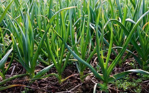 50岁大妈吐血力荐,农田里的大蒜擦脸祛斑美白