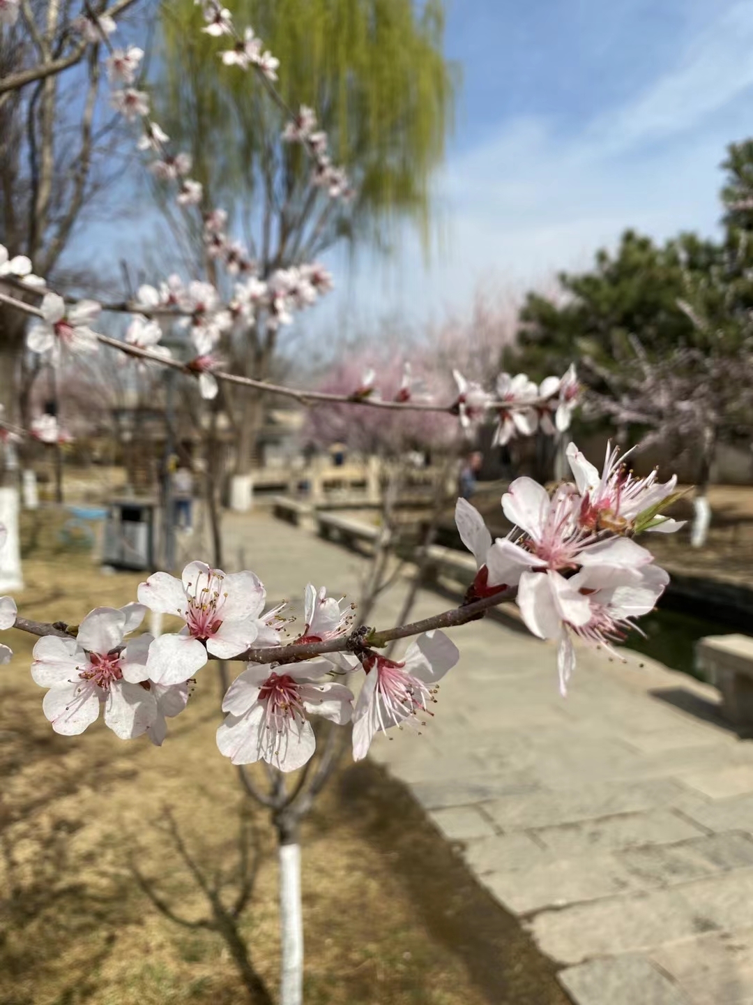 美景不输江南水乡，昔日龙须沟成春日踏青好去处
