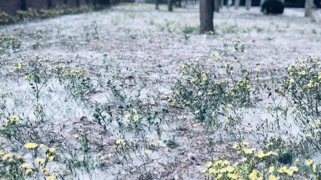 又到了飞絮花粉漫天的季节，过敏人群该怎么办？