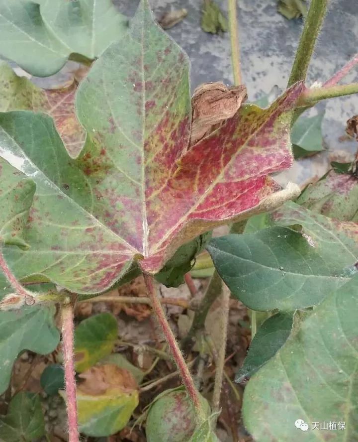 棉花红蜘蛛的防治技术