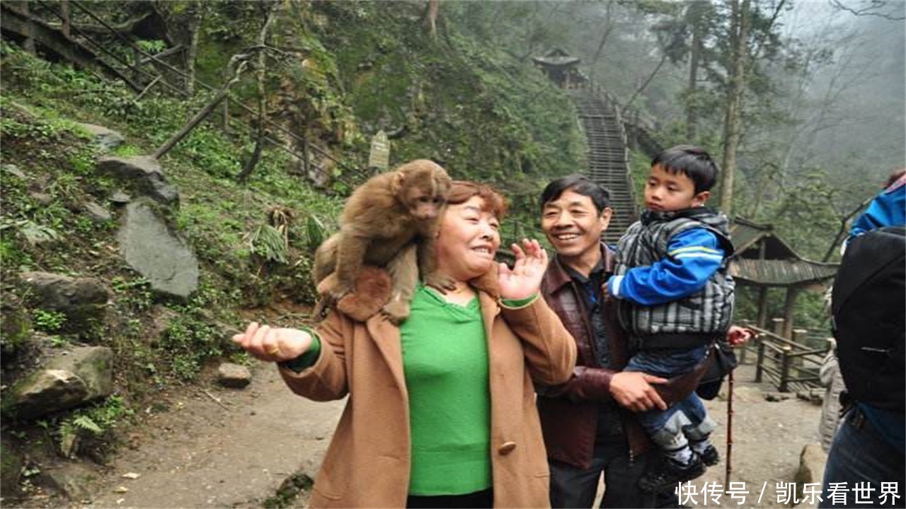 峨眉山猴子最怕的东西!有了它,再不用怕这群土