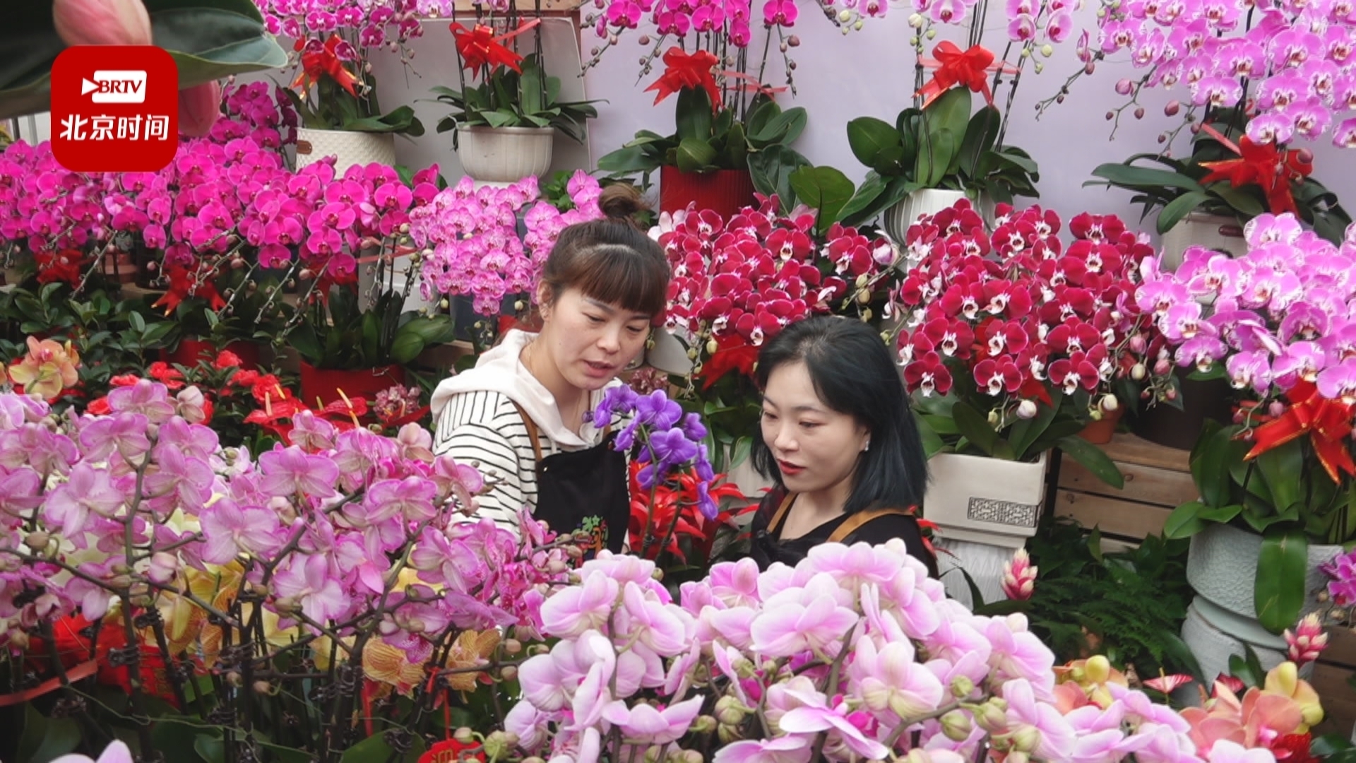 北京年宵花全面上市！2000余万盆各色花卉俏迎新春、传递幸福 北京时间