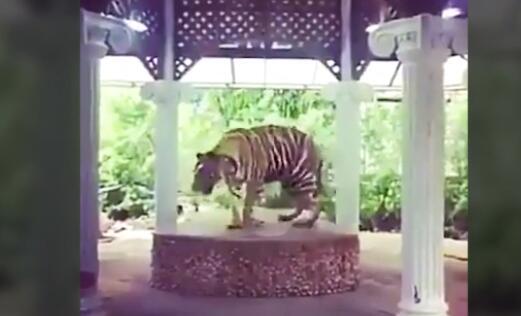 泰国动物园将老虎拴圆台上供游客拍照遭抗议 泰国动物园将老虎拴圆台上供游客拍照遭抗议