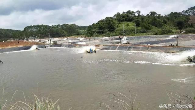 土塘养虾62天33头,最高亩产近5000斤!钦州德