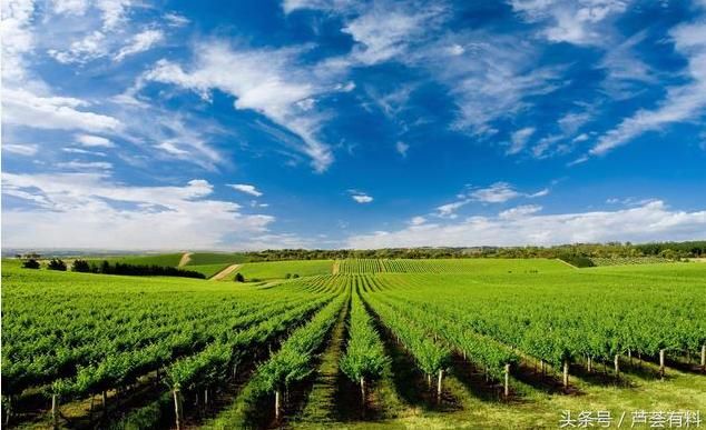 李嘉诚说:2019农村种植业的四大产业,让大妈都