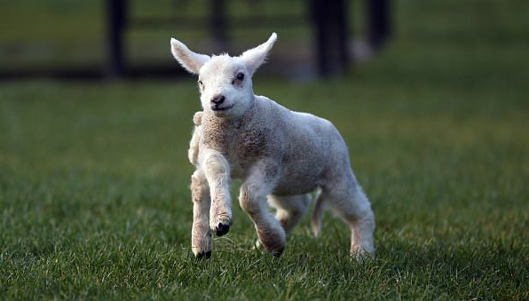 小羊羔天生长有五条半腿 概率只有百万分之一 小羊羔天生长有五条半腿 概率只有百万分之一