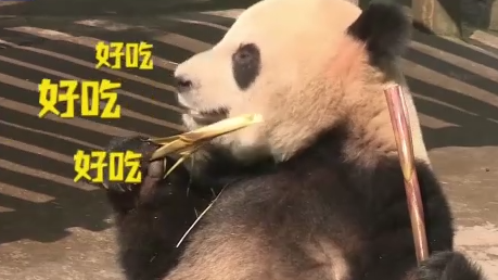 嚼笋笋吃果果、打麻将......快来围观四只大熊猫凑一桌的“名场面”