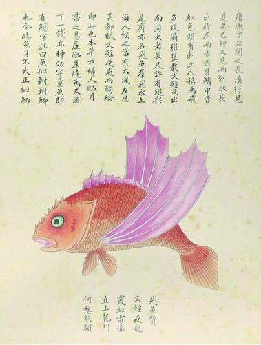 《山海经》里的飞鱼不是神话 《山海经》里的飞鱼不是神话