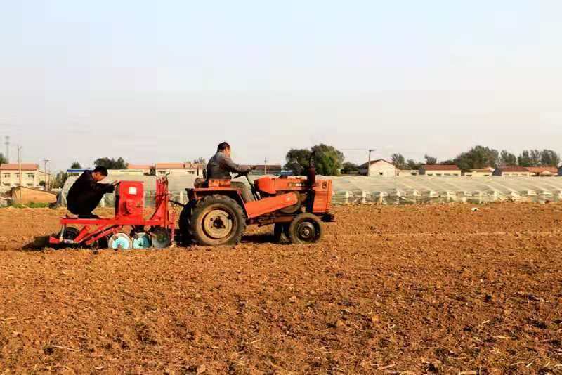 河南延津小麦产业开辟乡村振兴路