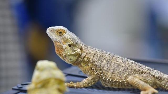 “另类宠物”不能想养就养！