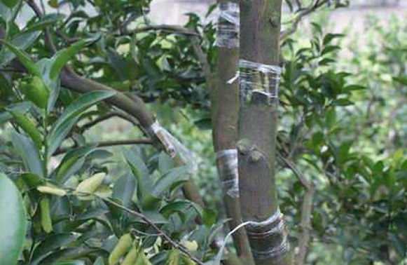 百亩柑橘嫁接换种,农民每亩收入上万元!