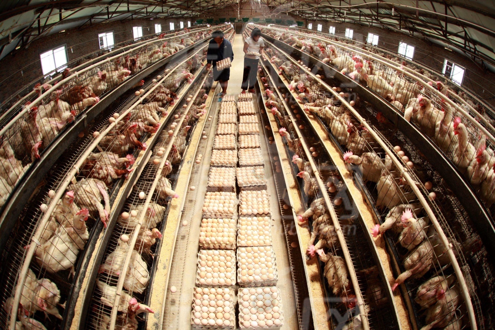 杭州富阳两养殖场申请备案变更 拖延七年至今