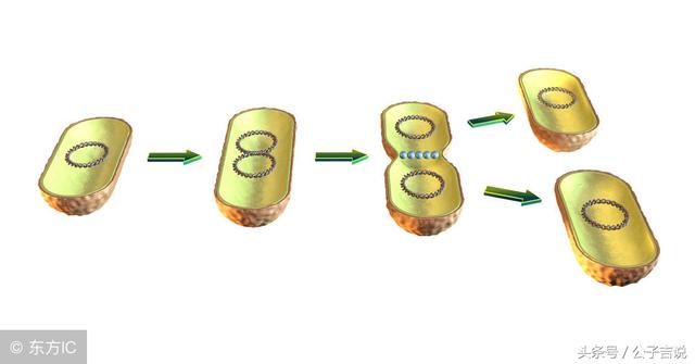 拼多多+微信=社交电商的成功案例?病毒式传播