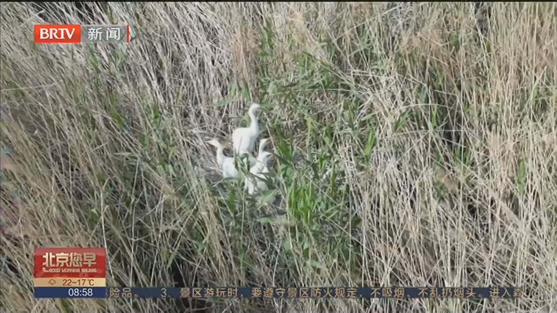 新疆：百只白鹭宝宝降生新疆罗布淖尔国家湿地公园