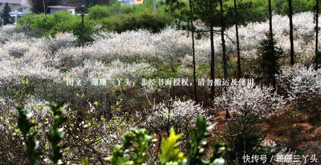 近在咫尺的风景3丨不用进林芝看花,广州吕田就