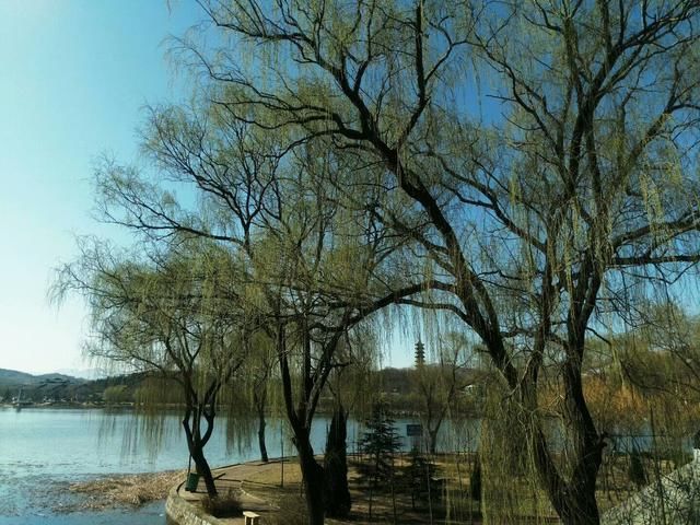 词牌名串联七绝\/春\/鱼游春水杏花天\/图文:沂蒙醉