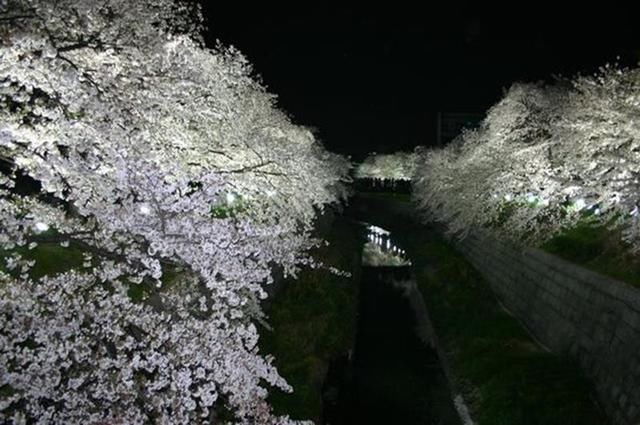 新鲜出炉日本樱花花期预测,最全的日本赏樱攻