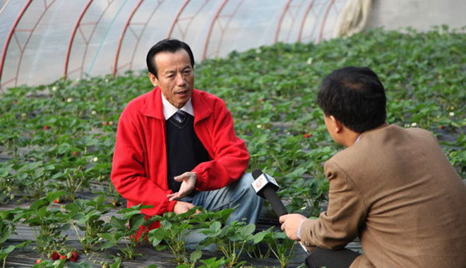 “草莓教授”姜卓俊的小目标:让草莓全年不间断新鲜上市 “草莓教授”姜卓俊的小目标:让草莓全年不间断新鲜上市