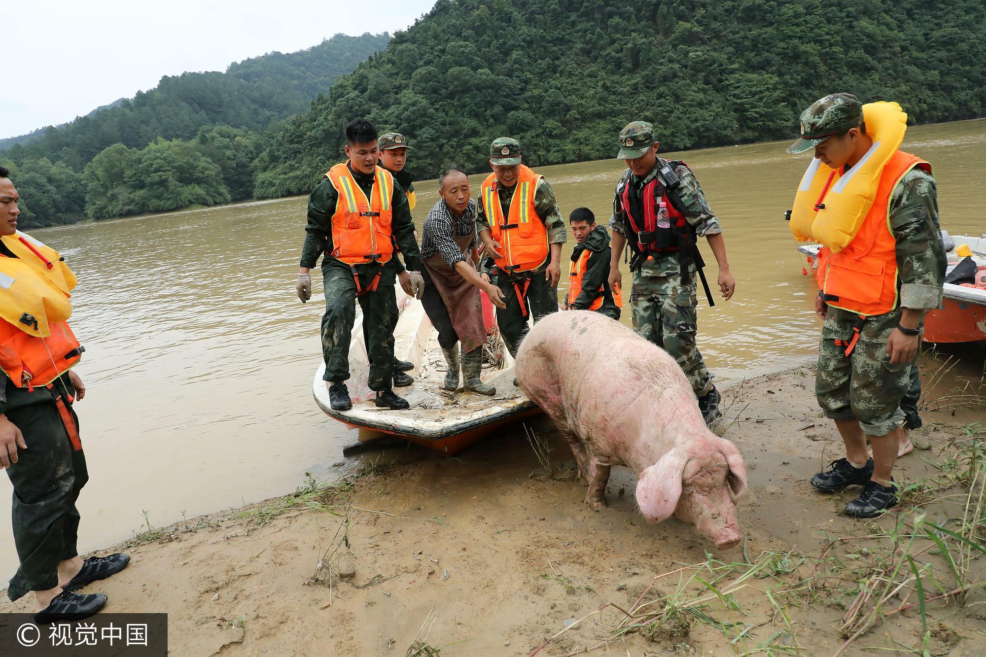 母猪被山洪冲到下游20公里奇迹生还 堪称“猪坚强” 母猪被山洪冲到下游20公里奇迹生还 堪称“猪坚强”