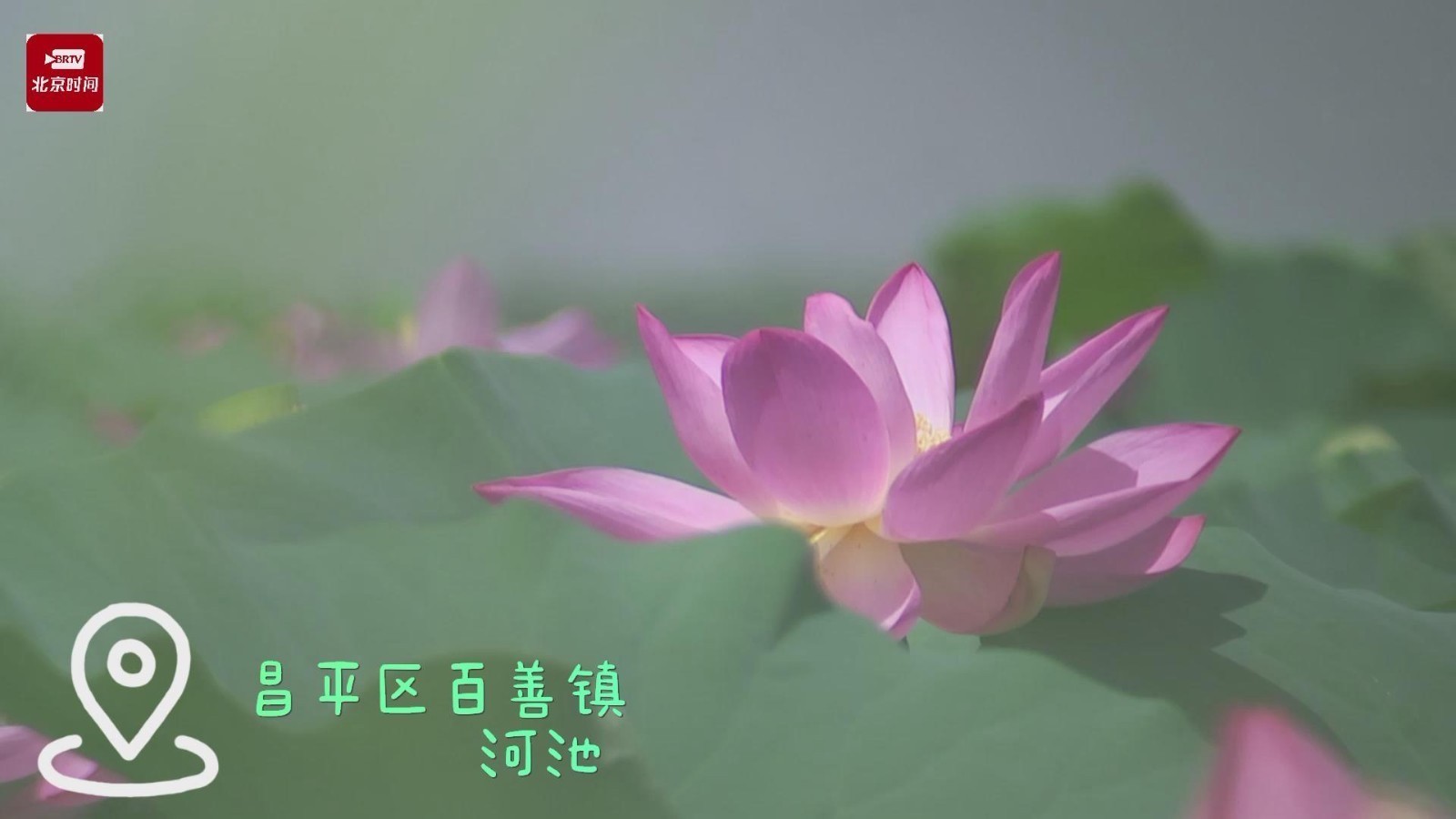 ​夏日炎炎  惟有绿荷红菡萏撑起满目清凉  惊艳了整个夏天~