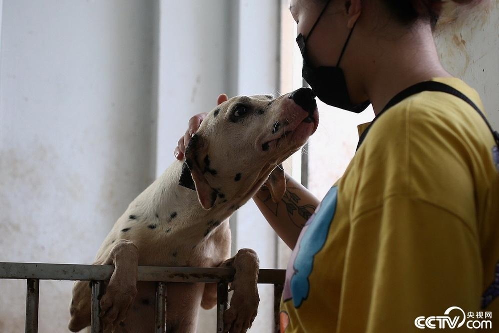 广州:近百猫狗被困宠物店 政府,志愿者合力施救