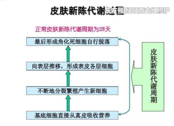 激素脸反复红痒一直脱皮怎么办,能彻底治愈激