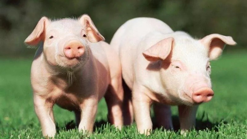 日本现猪瘟疫情 检疫部门吁入境旅客勿携带肉制品